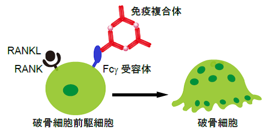 抗体が骨を壊す～自己免疫疾患に伴う骨粗しょう症のしくみの一端を解明～