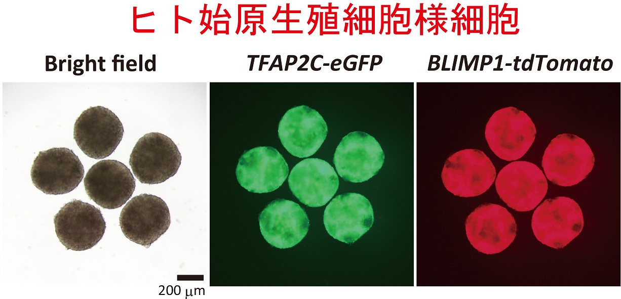 ヒトiPS細胞からのヒト始原生殖細胞の誘導