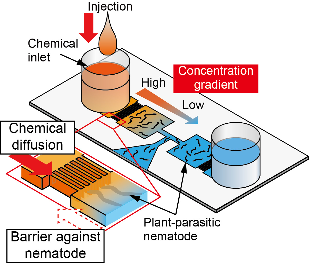土壌を模したミクロな人工空間でセンチュウの生態を解明 ～小さな虫が食糧・環境問題の解決に貢献～