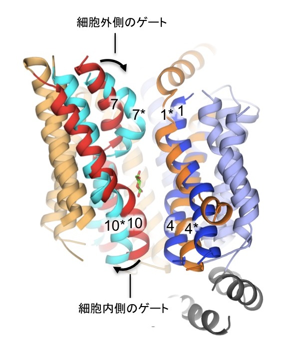 糖分を細胞内に輸送する膜たんぱく質の立体構造と動きを解明～肥満やがんの抑制策に役立つ新たな知見～