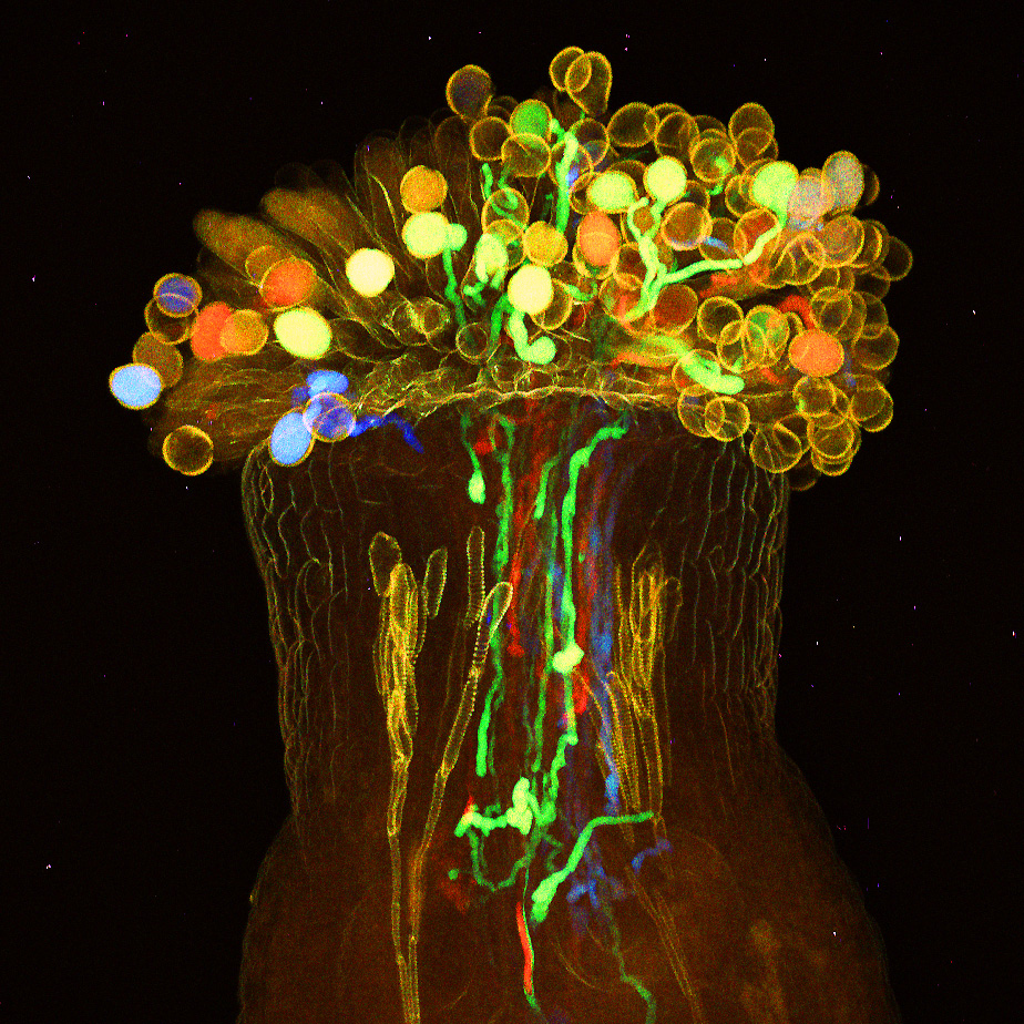 植物を丸ごと透明化し、中まで観察する新技術を開発～解剖することなく、植物の内部を細胞レベルで蛍光観察～