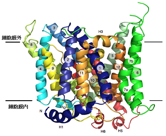 赤血球で酸素を輸送する膜たんぱく質の立体構造を解明～遺伝性貧血などの疾患の解明に役立つ新たな知見～