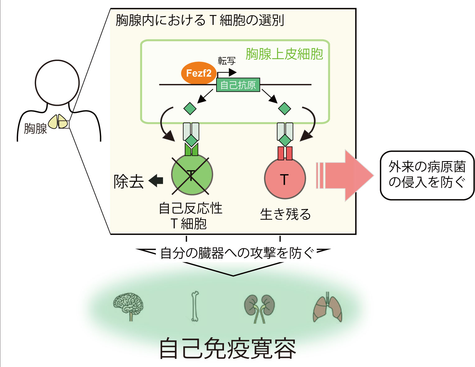 自己免疫疾患を防ぐ遺伝子Ｆｅｚｆ２の発見～Ｆｅｚｆ２は自己抗原の発現を制御し免疫寛容を成立させる～