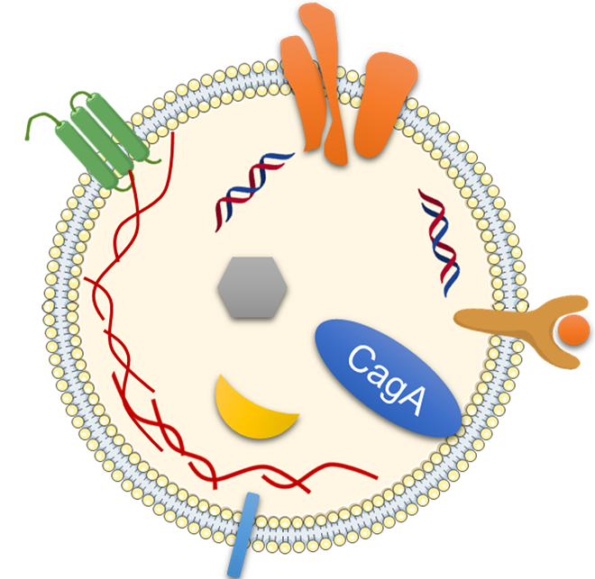 ピロリ菌由来病原タンパク質ＣａｇＡを全身に運ぶ小胞を発見～ピロリ菌感染による非消化器疾患の発症メカニズムの解明へ～