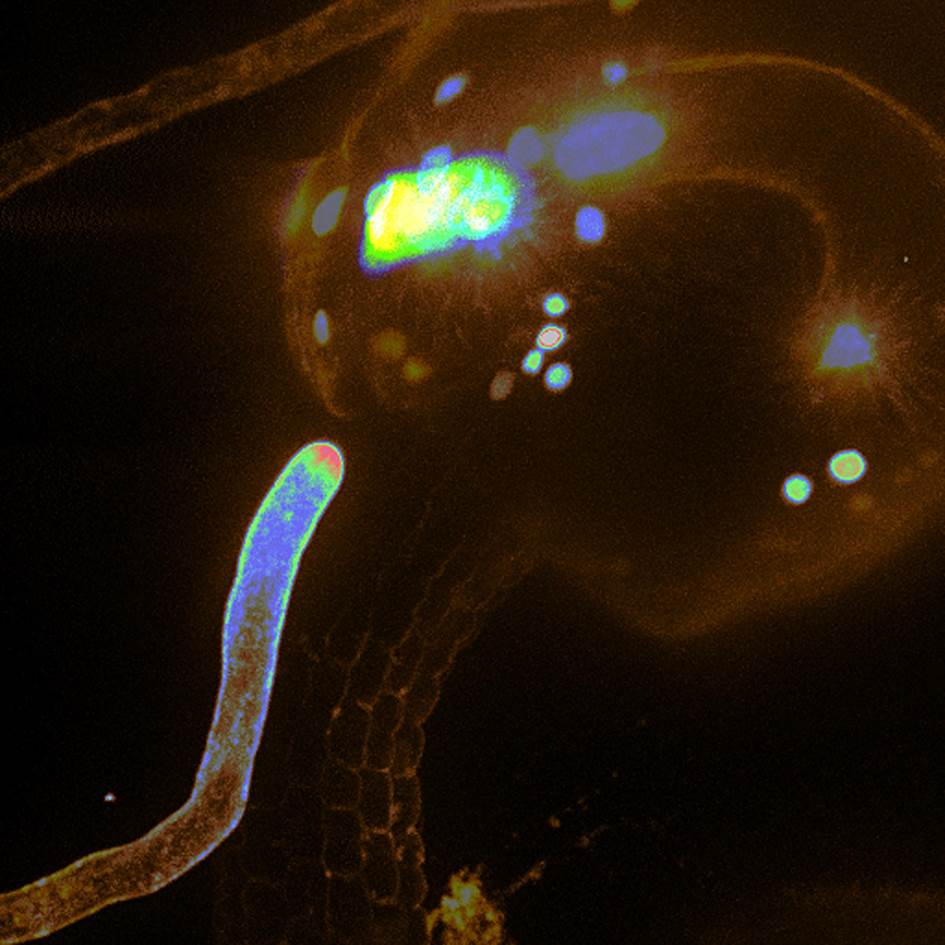 植物の雄と雌が出会うための受容体を発見～受精の仕組みの解明と、食料生産の効率化に期待～