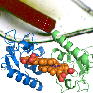 悪性腫瘍の増殖と薬剤耐性に関わるタンパク質のユニークな構造を世界で初めて解明