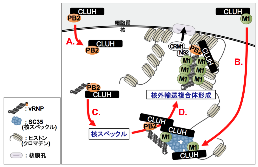 インフルエンザウイルスゲノムの核内動態に関わる宿主タンパク質を同定