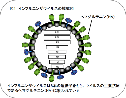 季節性インフルエンザウイルスの抗原変異を予測する新規技術を開発～より有効なワクチン製造が可能に～