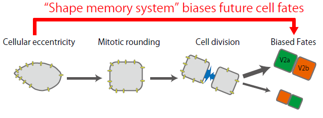 細胞の「かたち」が運命を決定する新しいメカニズムを解明～病気の発症予測や診断技術の開発に期待～