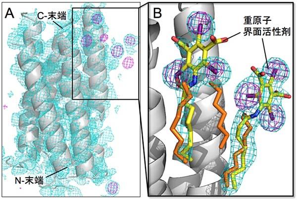 膜タンパク質の構造を迅速に解明する手法を開発 ～新薬の設計をＳＡＣＬＡの新技術で加速～