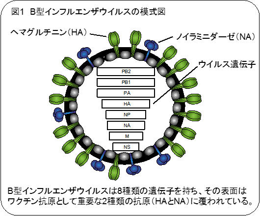 培養細胞で高い増殖能を持つＢ型インフルエンザウイルスの作出に成功～より迅速に、効率よく季節性ワクチンを製造することが可能に～