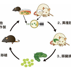 異種キメラ動物体内に作った膵臓で、糖尿病マウスの治療に成功