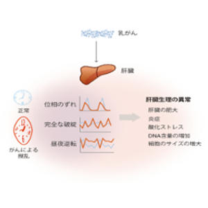 乳がんが肝臓の遺伝子発現の概日リズムを乱すことを発見 ～乳がんが生体や臓器に影響する仕組みの理解に期待～