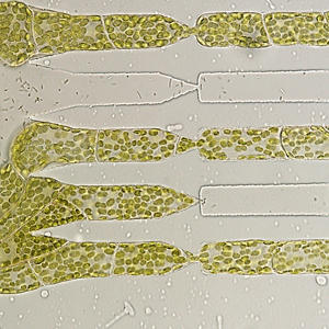 １マイクロメートルの隙間を通過する植物細胞 ～マイクロ流体デバイスで観察～
