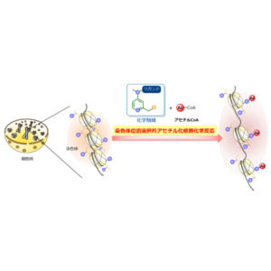 染色体タンパク質の狙った部位に化学修飾を導入する触媒を開発 ～生体内酵素の代替による”触媒医療”の実現に一歩前進～
