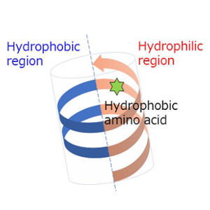 [Press] Development of production technology of high-performance enzymes for the industrial utilization