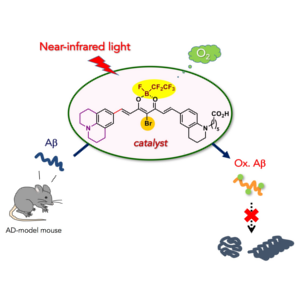 [Press] Near-Infrared Photoactivatable Oxygenation Catalysts of Amyloid Peptide