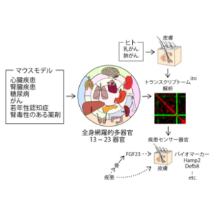 多様なヒト疾患モデルにおける全身網羅的多器官遺伝子発現地図を完成 ～疾患予測・診断マーカーや治療ターゲット探索に活用～