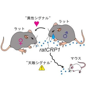 マウスはラットの性シグナルを天敵情報として認識して身をすくめる