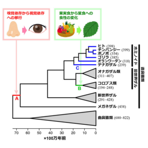 [Press] Stop and smell the fruit: How diet affected primate evolution