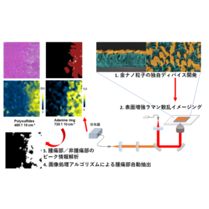 表面増強ラマンによる非標識・無染色でのがん代謝の可視化に成功