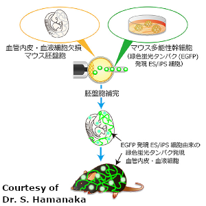 動物体内で胚盤胞補完法によるマウス多能性幹細胞由来の血管内皮と血液細胞の作製に成功