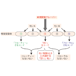 匂いの価値や質が決まるしくみを受容体レベルで解明