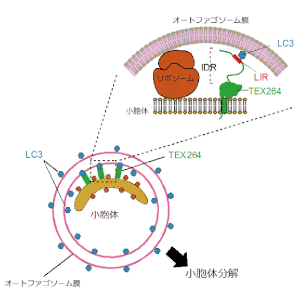 オートファジーによる小胞体分解の新規受容体を発見