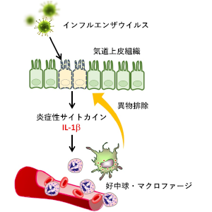 気道上皮組織でインフルエンザウイルスを感知する病原体センサーのたんぱく質を発見