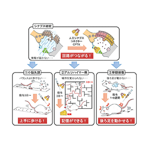 途切れた神経回路を再びつなぐ人工シナプスコネクターを開発