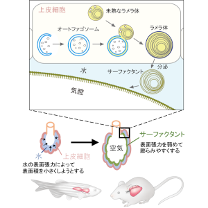 肺や浮袋が膨らむ仕組みの解明 ～オートファジーの新たな役割を発見～