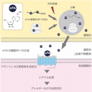 シグナル情報伝達を担うＲＮＡ由来の液性因子を発見 ～炎症疾患の新たな核酸医薬開発に期待～