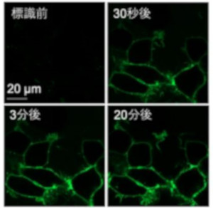 記憶や学習に関わる神経伝達物質受容体の迅速な蛍光標識に成功 ～記憶のメカニズム解明や神経疾患の診断への活用に期待～