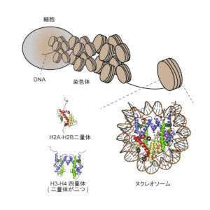 精子形成に重要なヒストンによるＤＮＡの新たな折りたたみを解明