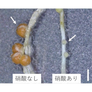 マメ科植物の栄養環境適応戦略 ～窒素栄養に応答して遺伝子発現を調節する仕組み～