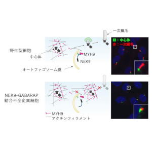 オートファジーが一次繊毛形成を促進するメカニズム