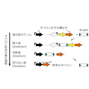 オペロン構造の進化過程の実証実験に成功