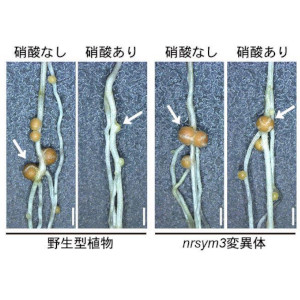 土壌から吸収する？ それとも 微生物からもらう？ ～硝酸イオン輸送からひも解くマメ科植物の窒素栄養獲得戦略～