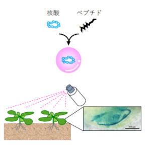 スプレーで植物を改変 ～簡便な非遺伝子組み換え植物改変法の開発～