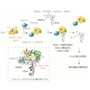 細菌の生存競争に関わるたんぱく質の活性化の分子機構を解明 ～翻訳因子のこれまで知られていなかった新たな機能の発見～