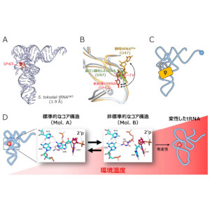 生物の耐熱性を支える「錠前」の発見 ～可逆的なリン酸化修飾がRNAを安定化する～