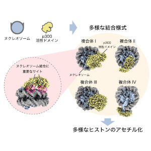 真核生物の遺伝子発現制御を担う酵素が染色体の基盤構造に結合した様子を解明 ～さまざまな疾患の発症メカニズムの解明や創薬への応用に期待～