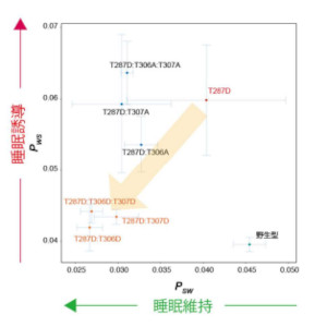 睡眠に関わるたんぱく質リン酸化酵素の働きを解明