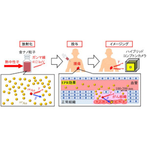 さまざまな元素の分布を可視化する「放射化イメージング」に成功