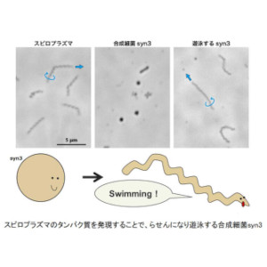 細胞運動能の起源と進化に迫る ～自ら動く『最小の』生命体を作り出すことに成功～