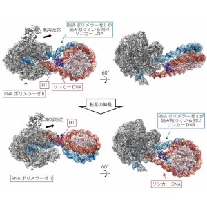 染色体の中で折り畳まれたＤＮＡから遺伝情報を読み取る仕組みを解明