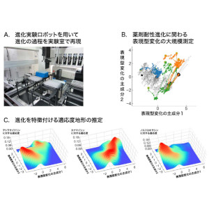 微生物の薬剤耐性進化を大規模データから予測 ～適応度地形を用いた微生物進化の予測手法を開発～