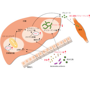 ヒト腸内細菌の１種が持久運動パフォーマンスの向上に貢献