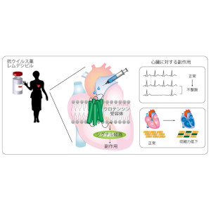 ＣＯＶＩＤ－１９治療薬の副作用の仕組みを解明 ～受容体経路を抑制することで副作用改善の可能性～