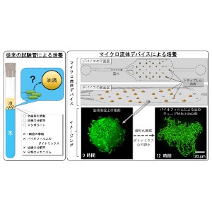 油分解細菌の集団は表面積を広げて油分解効率を高める